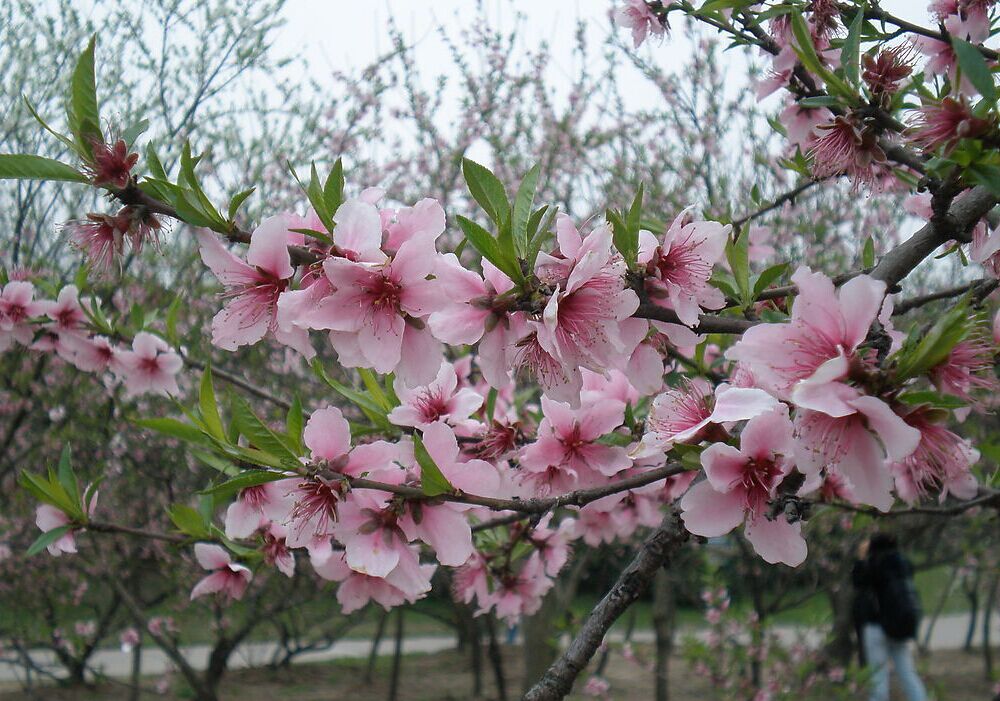 桃花(花期从3月持续到4月)