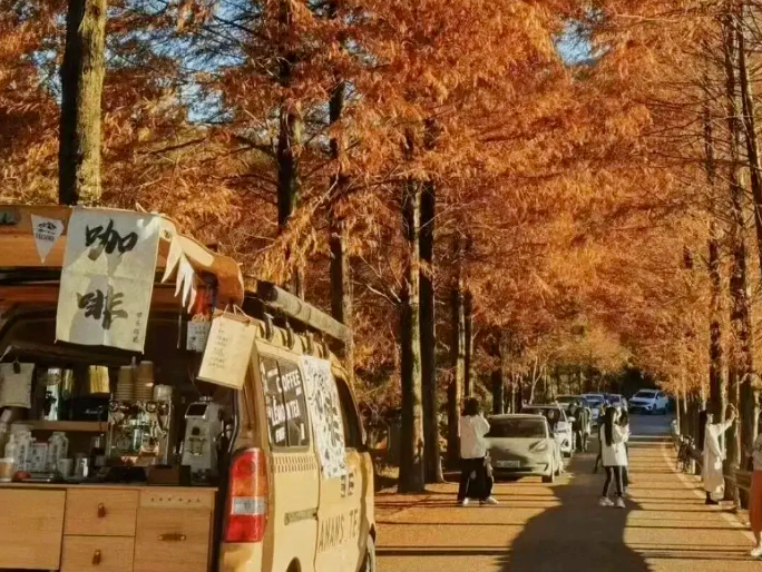 秋日红杉盛宴!7大打卡路线+市集音乐会,附超全攻略→