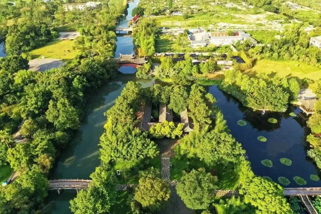 三垟湿地的“顶流”回归!瓯柑集新玩法,带你C位出道!