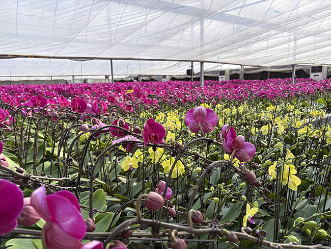 Ʒ������˫���� 걺�������ӭ����������