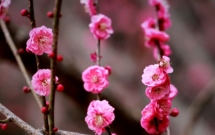 ��ɽ÷��ŭ��ʱ ��һ�������޶�֮Լ