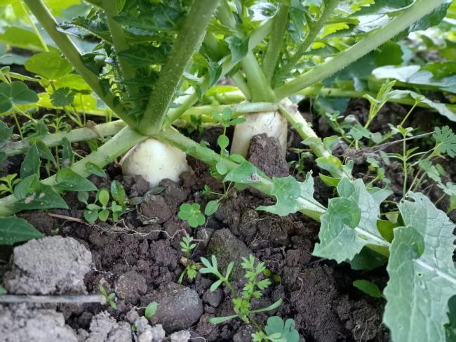 ��ʣ����ճ���