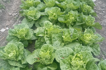 ʫ����������