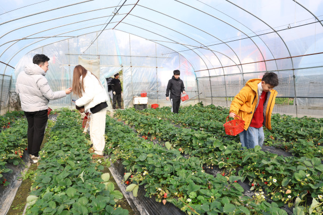 ���Ų�ݮ԰���ڳ�ۣ����Ǽۣ����ժ��