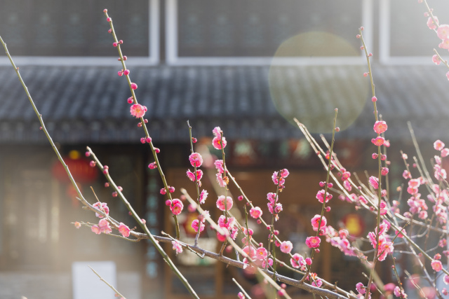 ��������ʪ�ء�÷��������