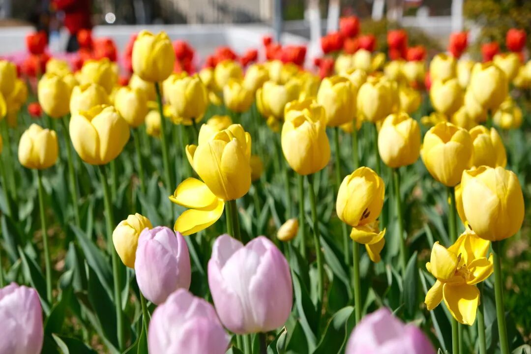 һ�����ݣ�걺����ﳬ��Ƭ��