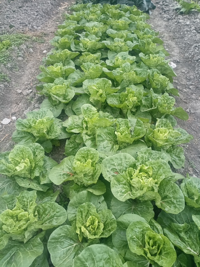 ��ʣ�����Ե����Ļ�Ҷ��