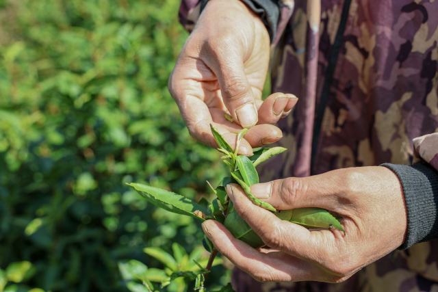 걺�����Ҷ�硱�������������ʡ�