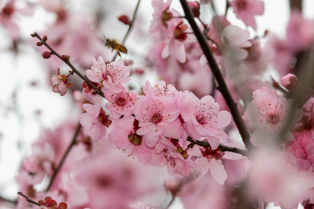 ����÷ӭ�����Ű���걺���·