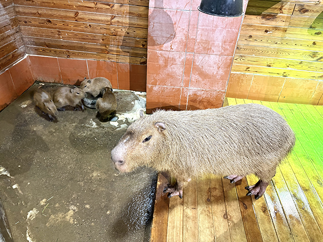 ����걺�ح�ȷ��ˣ����ݼ��غ�������������ֻС��Ƥ����